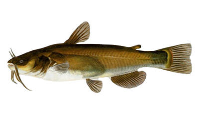 1529018151 Web Th Bullhead Catfish