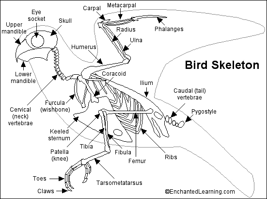 Mallard kids 3 Skeleton