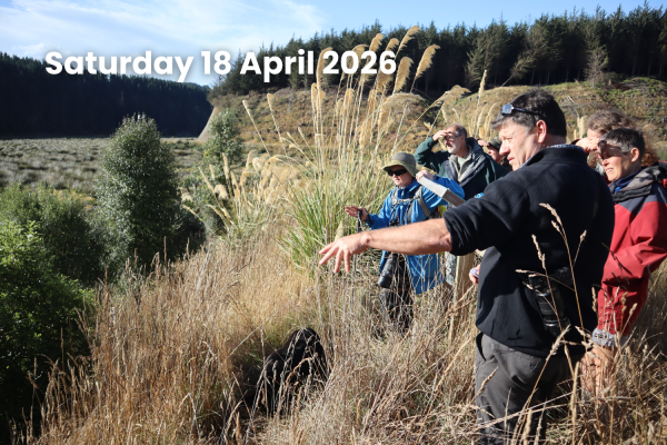 260120 Takitakitoa Wetland Nature Walk promo date