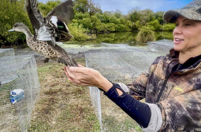 Counting on it – Fish & Game staff checking on wildlife numbers to manage species