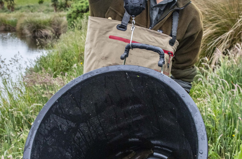 Endangered Eels find refuge in hunter-created wetlands