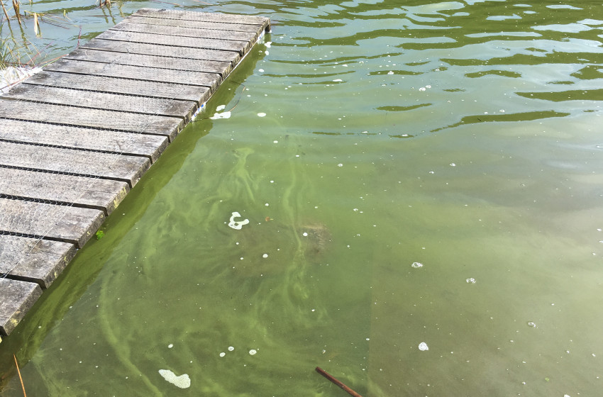 Health warning issued for Otautu Bay of Lake Rotoehu