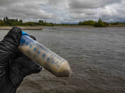 Fish and Game Photo Sediment gathered from the Ashley River for Testing by Massey University