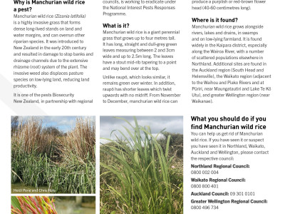 Fact sheet Manchurian wild rice 2020 copy