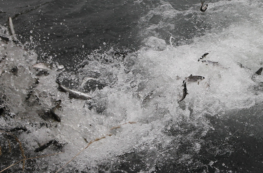 Sea-run salmon advice and reports to North Canterbury Fish & Game Council