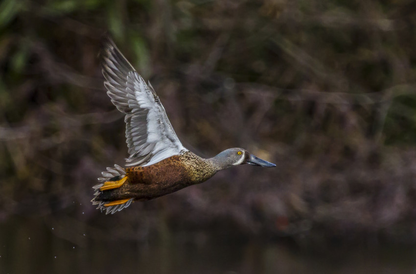 Stunning photo helps save wetlands