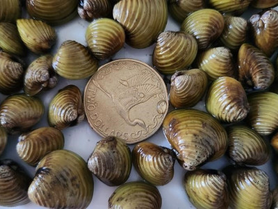 Gold Clams update