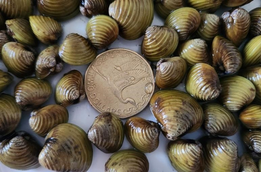 Important update on gold clams