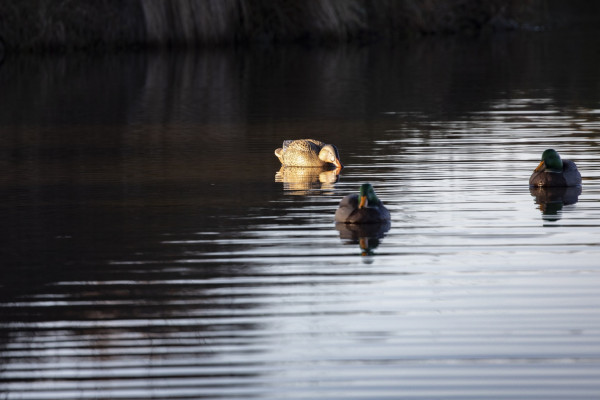 Mallards