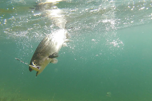 Christchurch Take A Kid Fishing HQ