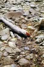 Dry river 2