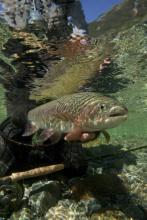Underwater Rainbow Dave Shaw2