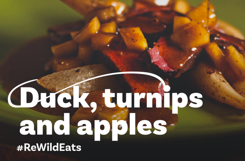 ReWild Recipe #5: Wild Duck with Apples and Turnips