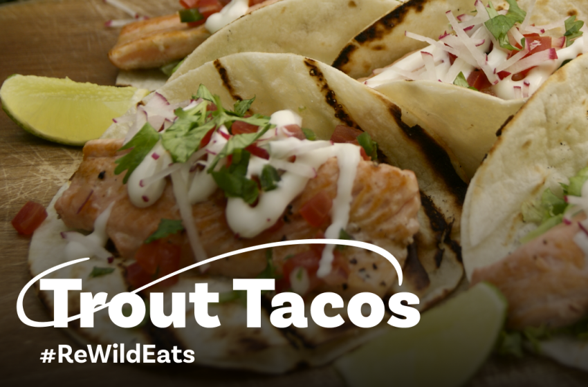 ReWild Recipe #8: Trout Tacos