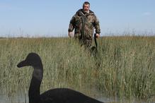 Colin uses swan decoys to attract ducks2