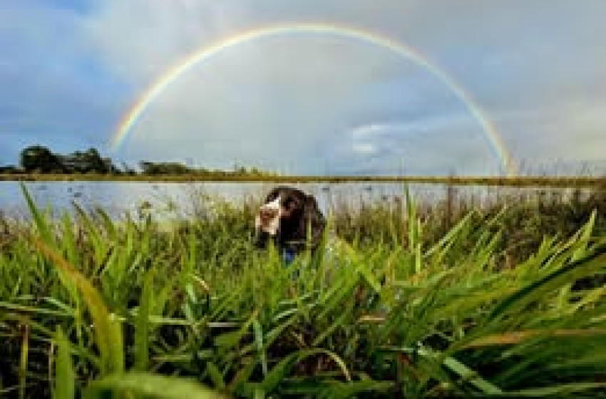 Advocacy and New Zealand Fish & Game Council (NZC)