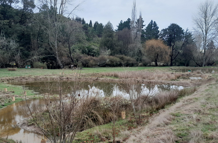 Small-scale wetlands making a big difference, says Fish & Game
