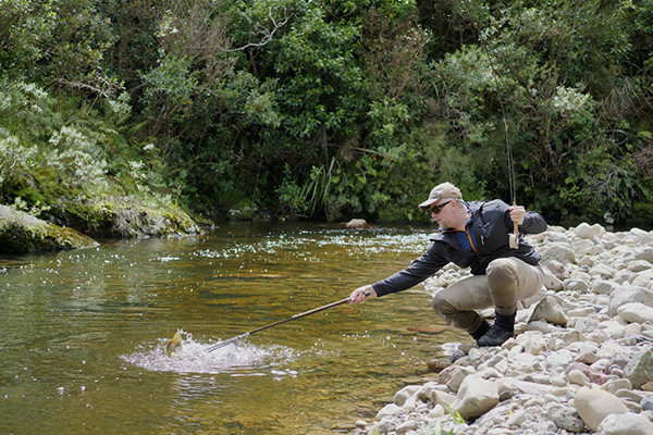 A hefty brown from a tiny Hutt River tributary fighting to avoid the net Copyright Andrew Harding A resized