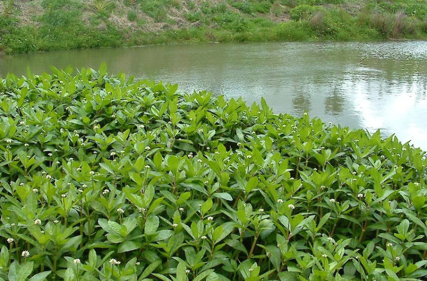 Alligator weed alert for Manawatu hunters