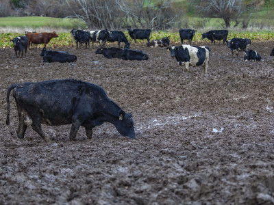 Dairy cow looks for water in intensive winter feeding paddock FGNZ8055