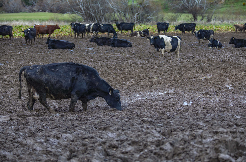 ‘Clean it up or stop it’ – call for action on environmentally damaging intensive winter feeding