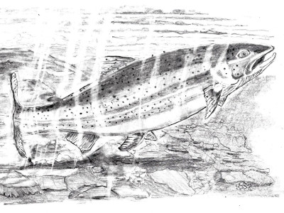 trout on the rise2