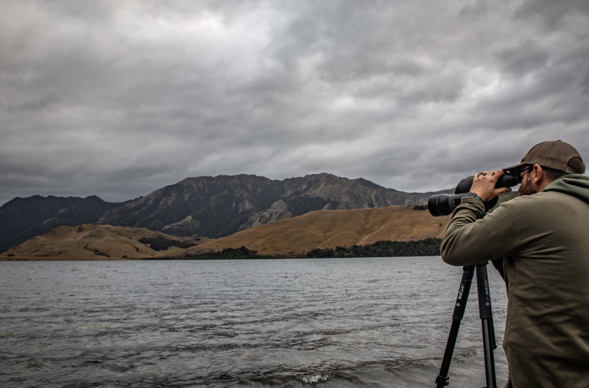 Crested grebe focus of lots of searching over the weekend