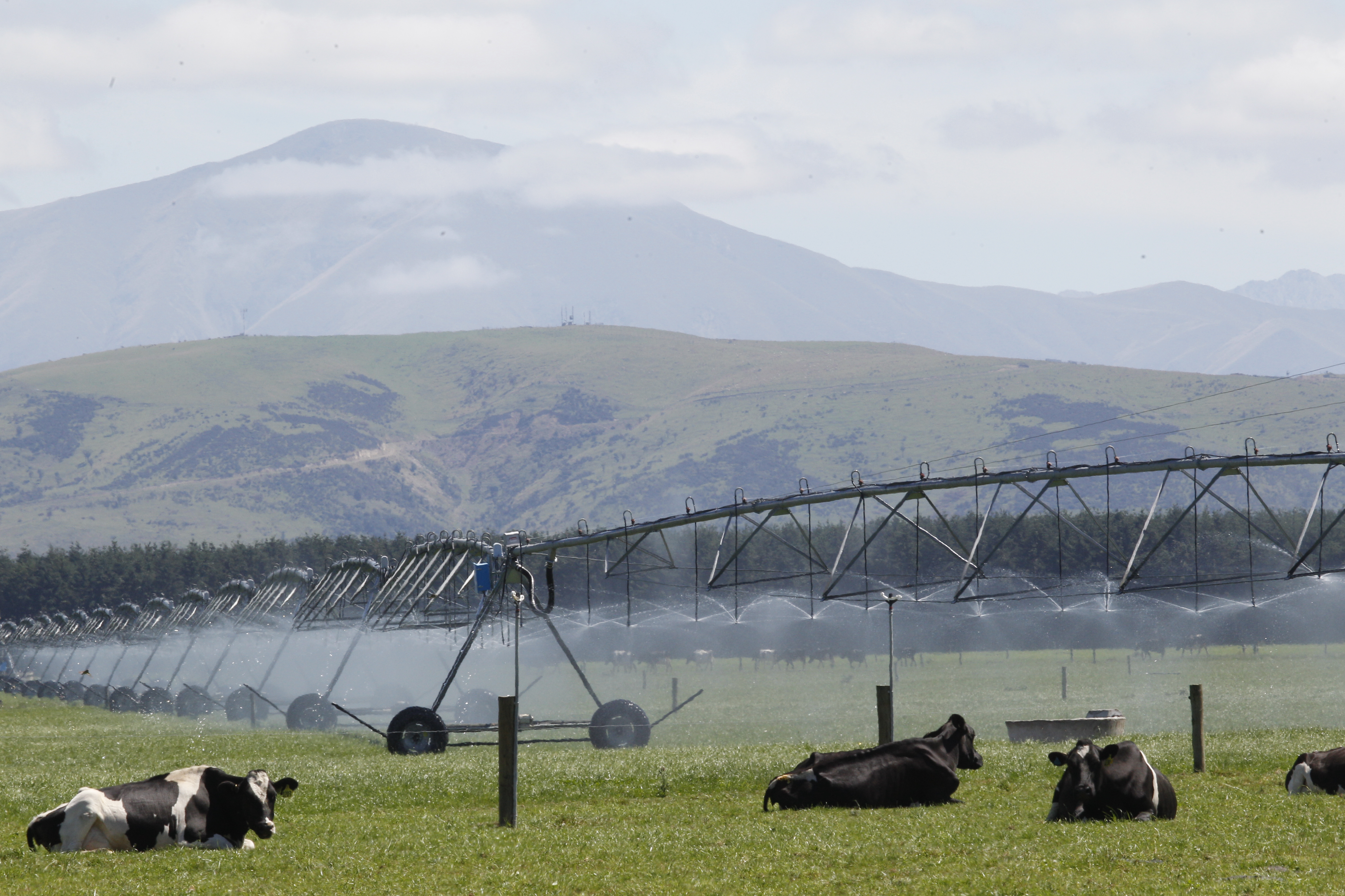 NZDN CowIrrigation 1