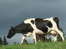 mooooo 6097552321 o