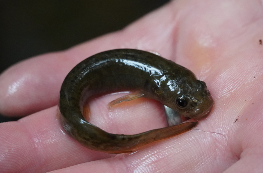 Fish & Game and Ernslaw One team up to protect native galaxiids in plantation forests