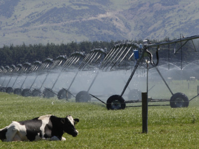 Cows irrigation 2