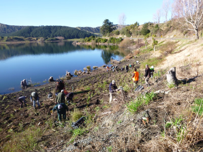 Volunteers planted hundreds of natives sedges and other plants along the shores of Lake Tutira.
