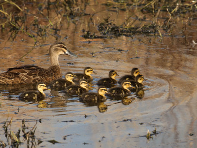 Its been great weather for ducks Photo Jeanette Nee
