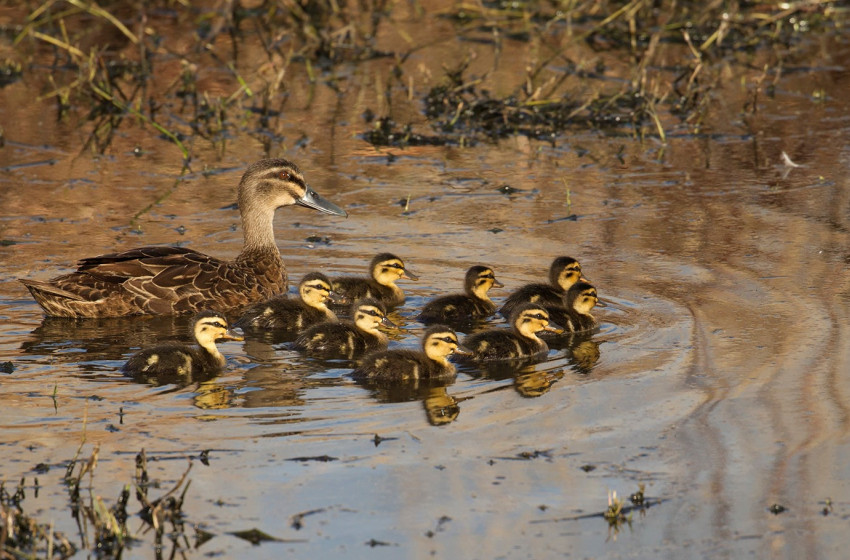 Fish & Game tips ‘better hunting’ for new game bird season