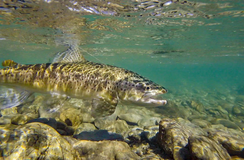 Fish & Game welcomes aspects of Resource Management reform but seeks stronger protections