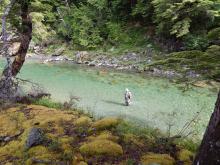 High Country Fishing river and bush