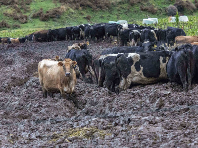 Heavy stocking turns intensive winter feeding paddock to mud FGNZ7869
