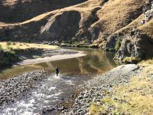 Caption Fish and Game staff member Morgan Trotter undertakes a trout spawning survey on the upper Pomahaka River
