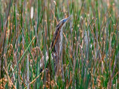 Bittern in QEII dune wetland covenant Ruakaka Photo Kieran Pullman