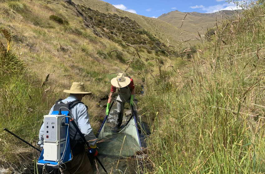 Rare native fish discovery thanks to Donald Scott Scholarship
