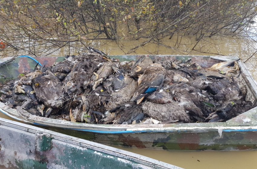 Regional council must act on deadly botulism outbreaks