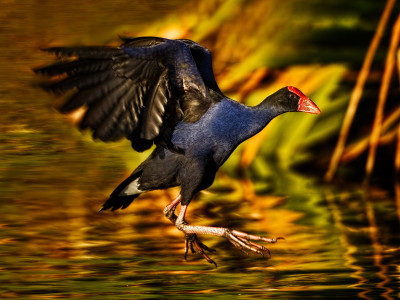 Pukeko DTP 0047