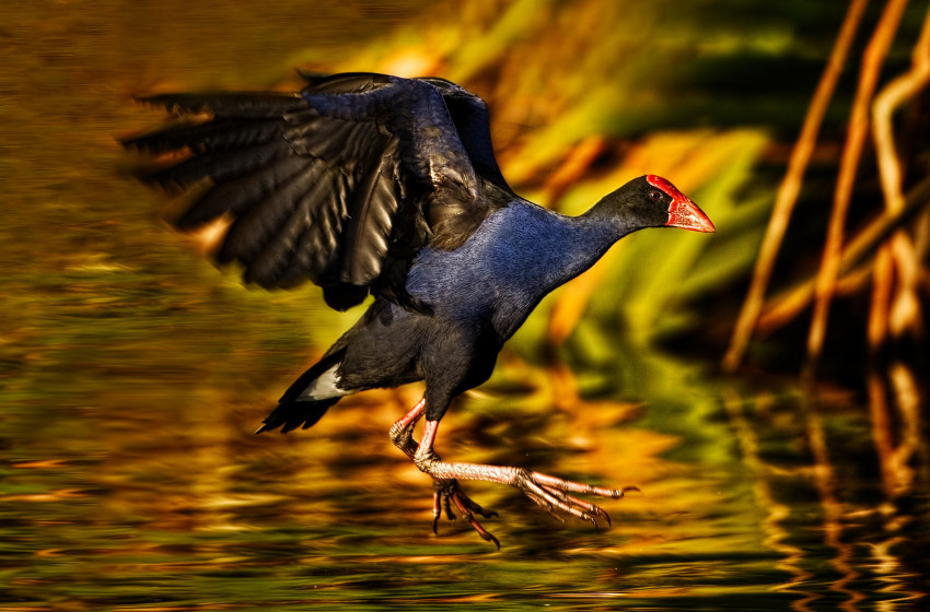 Repeat success for Northland hunter in Game Bird Habitat Stamp competition