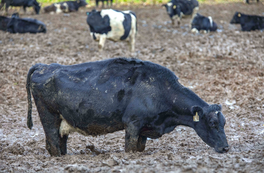 Second Fonterra sustainability report confirms industrial dairying unsustainable