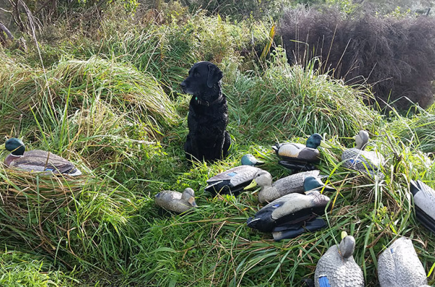 Wellington Weekly Hunting Report – May 4 2017