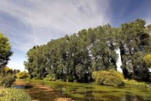 FGNZ NC Selwynriver5