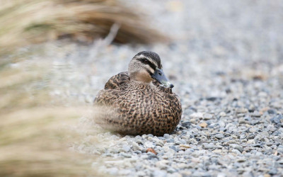 fish and game game bird species hero