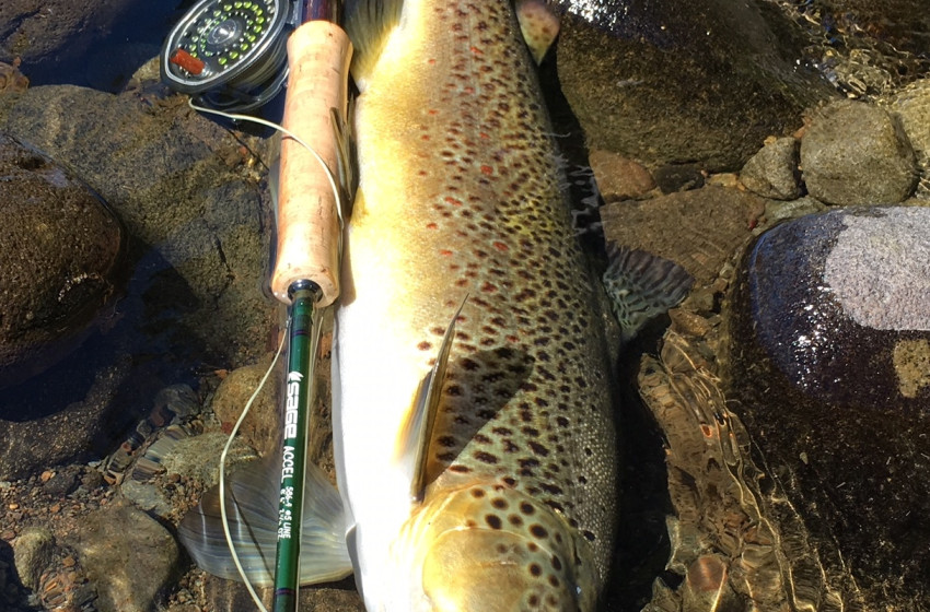 Taranaki Reel Life January 2019