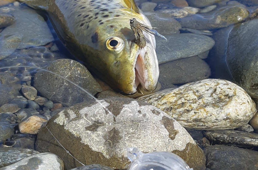 West Coast Reel Life January 2019