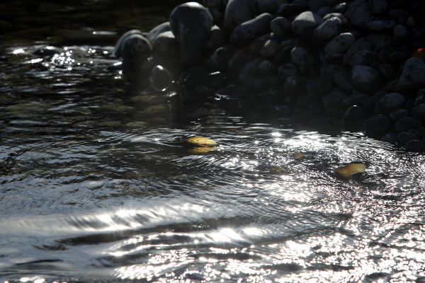 FGNZ NC BullyCreektrout19A